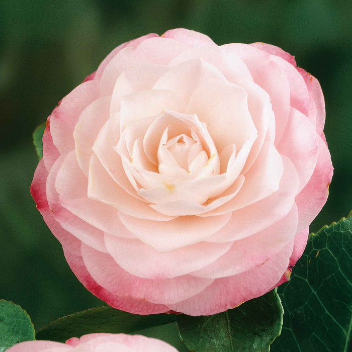 Camellia 'Desire'