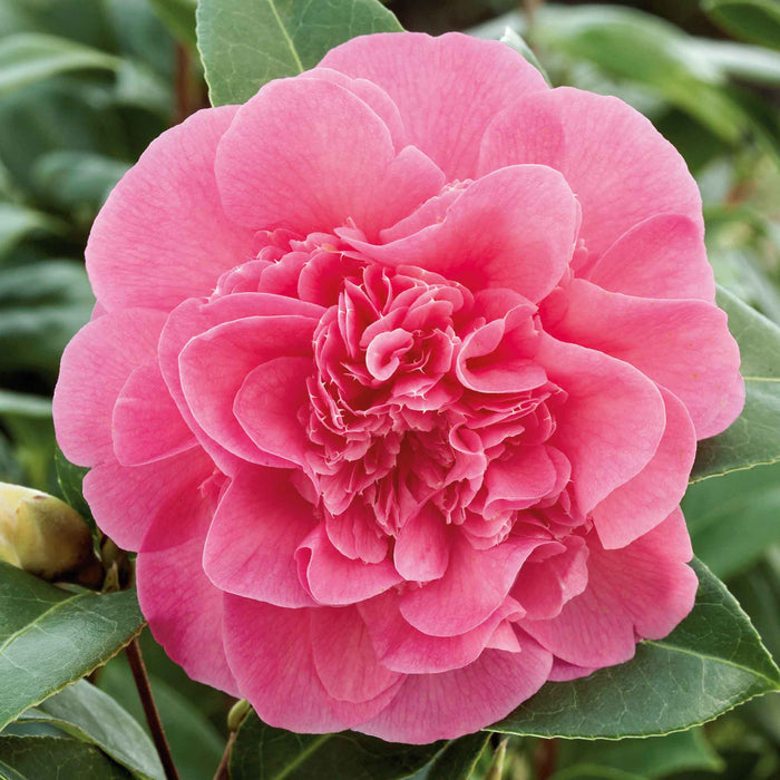 Camellia 'Williamsii Debbie'