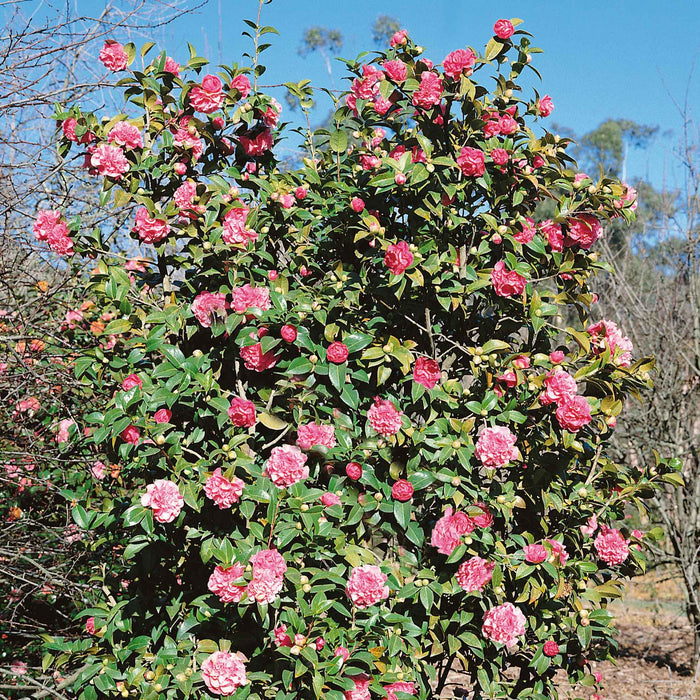 Camellia 'Williamsii Debbie'
