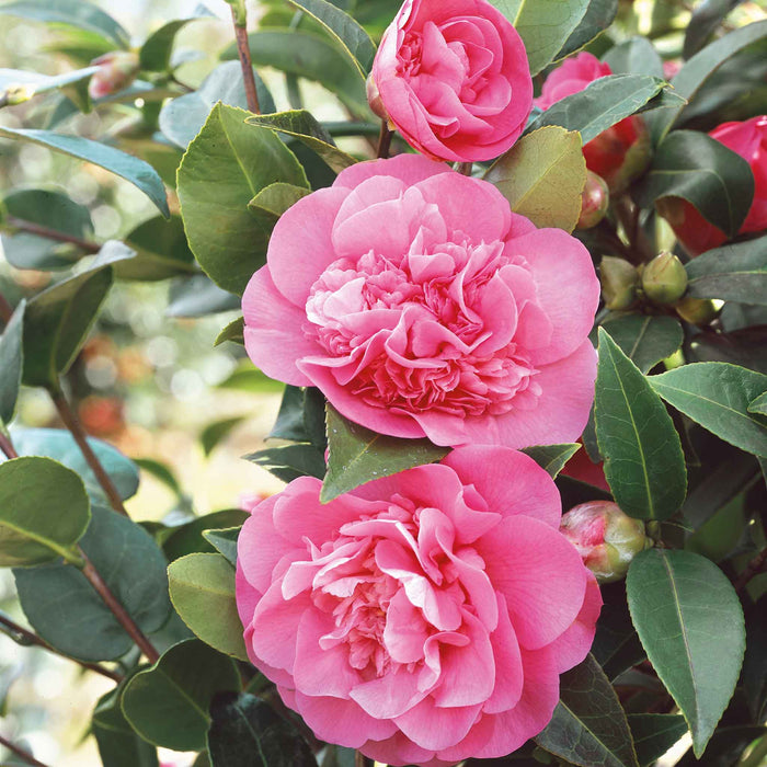 Camellia 'Williamsii Debbie'