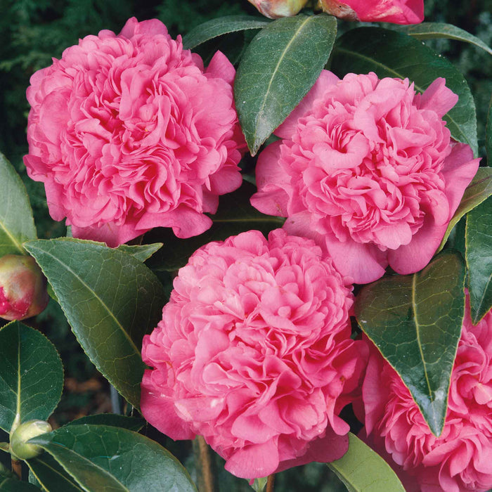 Camellia 'Williamsii Debbie'