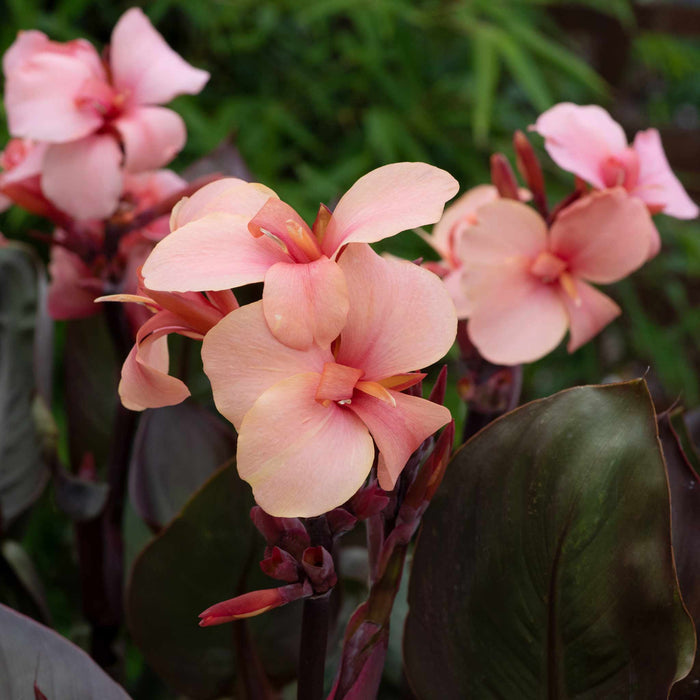 Canna Lily 'Cannova Bronze Peach'
