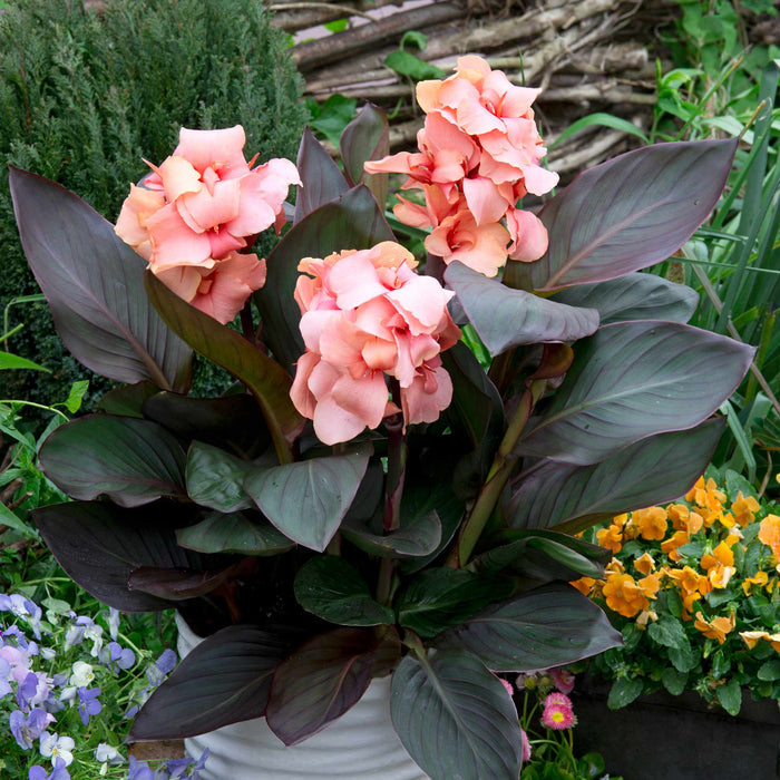 Canna Lily 'Cannova Bronze Peach'