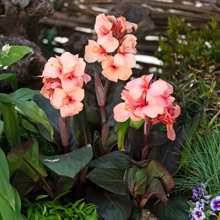 Canna Lily 'Cannova Bronze Peach'