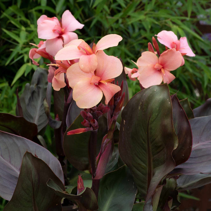 Canna Lily 'Cannova Bronze Peach'
