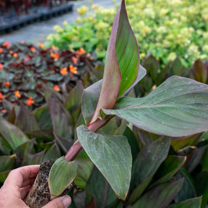 Canna Lily 'Cannova Bronze Peach'