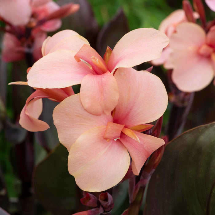 Canna Lily 'Cannova Bronze Peach'