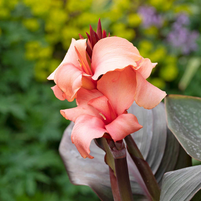Canna Lily 'Cannova Bronze Peach'