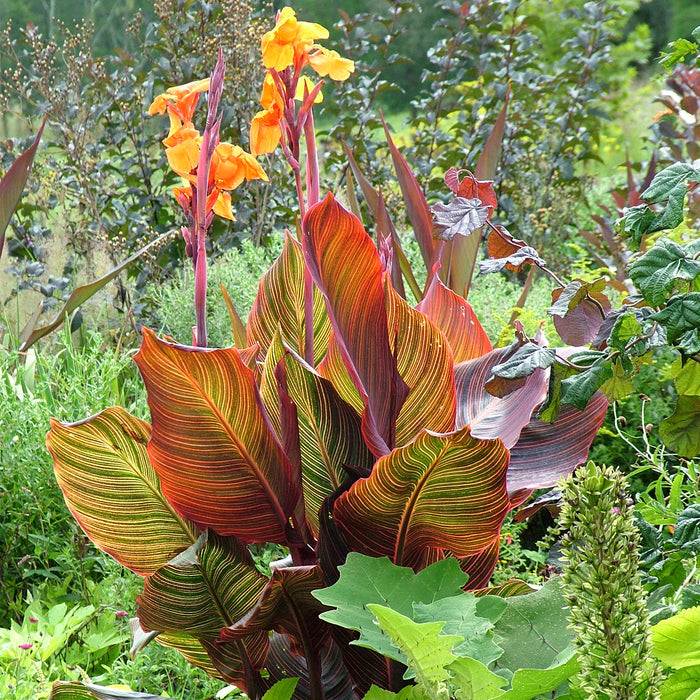 Canna Lily Plant 'Tropicana' - 1 x 9cm Potted Plant