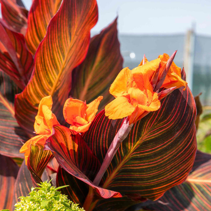 Canna 'Lily Tropicana'