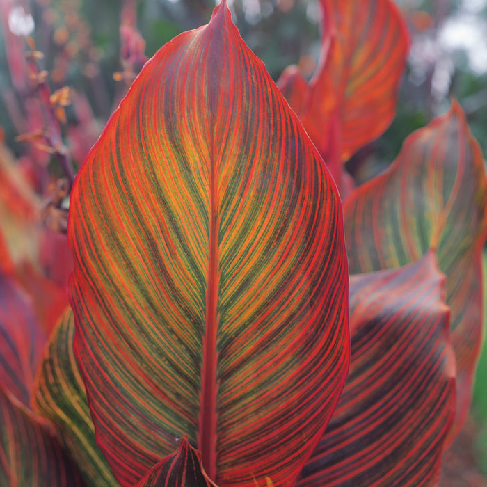 Canna Lily Plant 'Tropicana' - 1 x 9cm Potted Plant