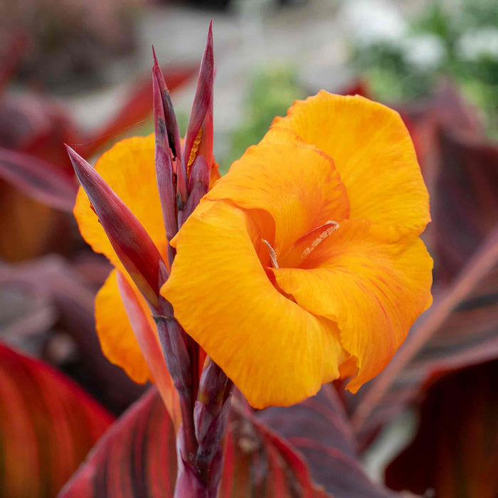 Canna 'Lily Tropicana'