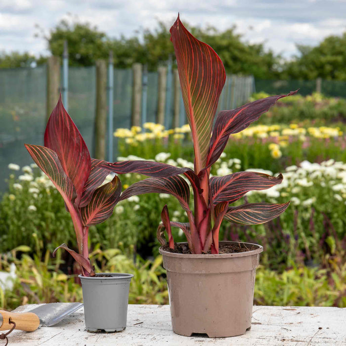 Canna 'Lily Tropicana'