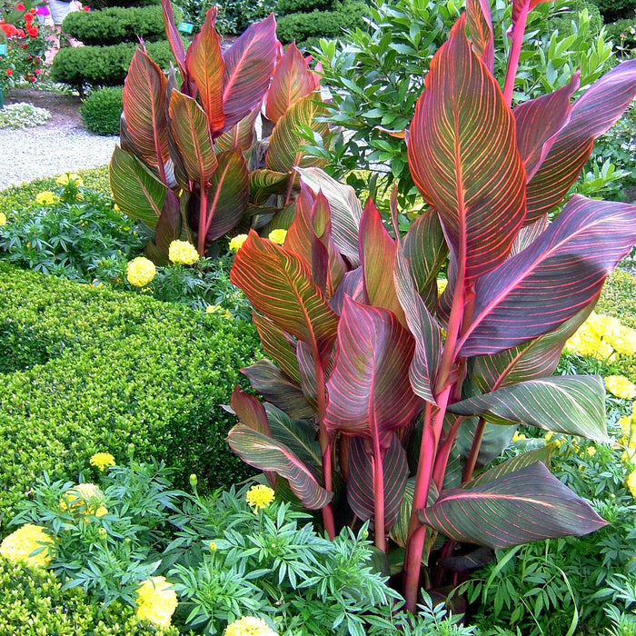 Canna Lily Plant 'Tropicana' - 1 x 9cm Potted Plant