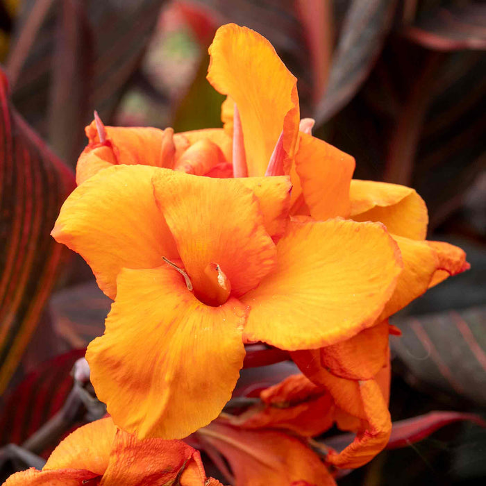 Canna 'Lily Tropicana'