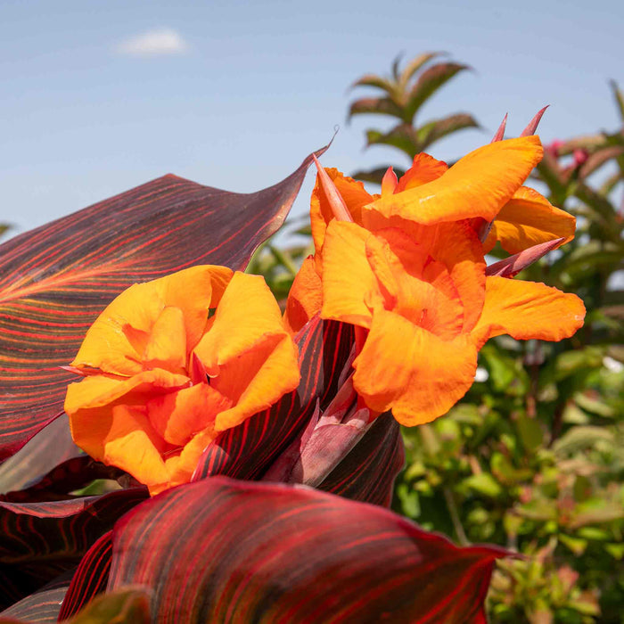 Canna 'Lily Tropicana'