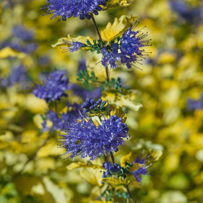 Caryopteris Incana 'Sunshine Blue'