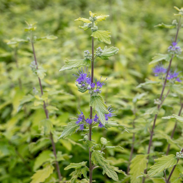 Caryopteris Incana 'Sunshine Blue'