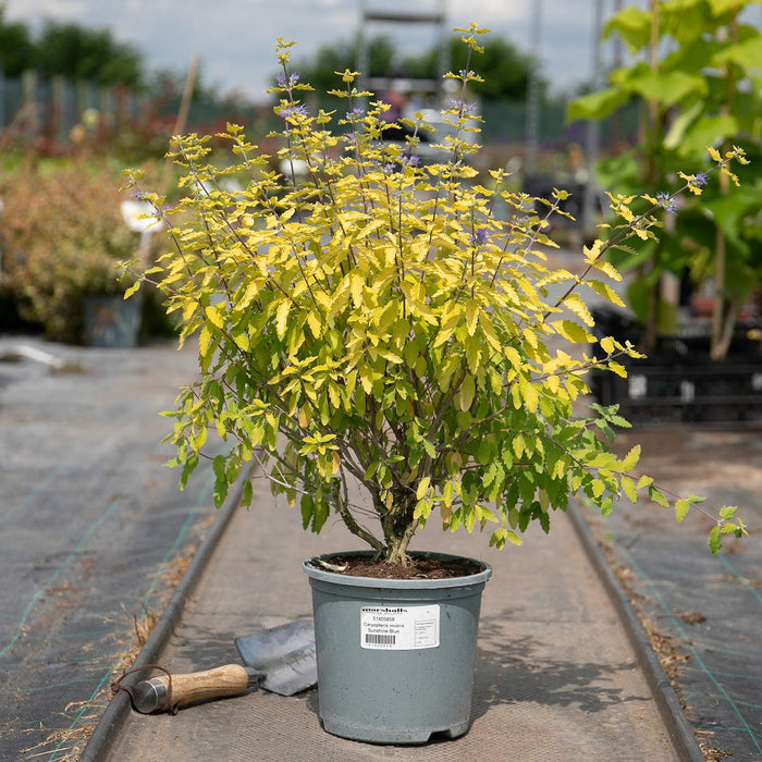 Caryopteris Incana 'Sunshine Blue'