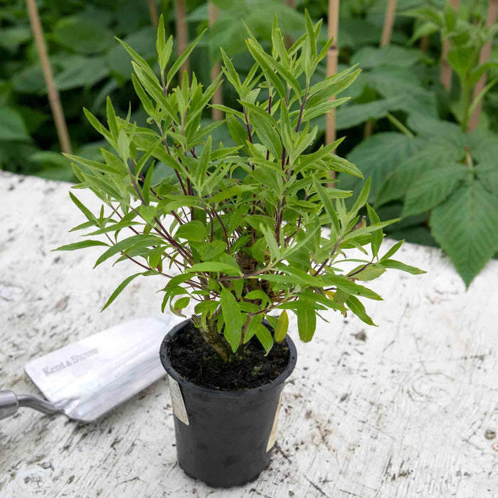 Caryopteris x clandonensis 'Kew Blue' - 9cm Pot