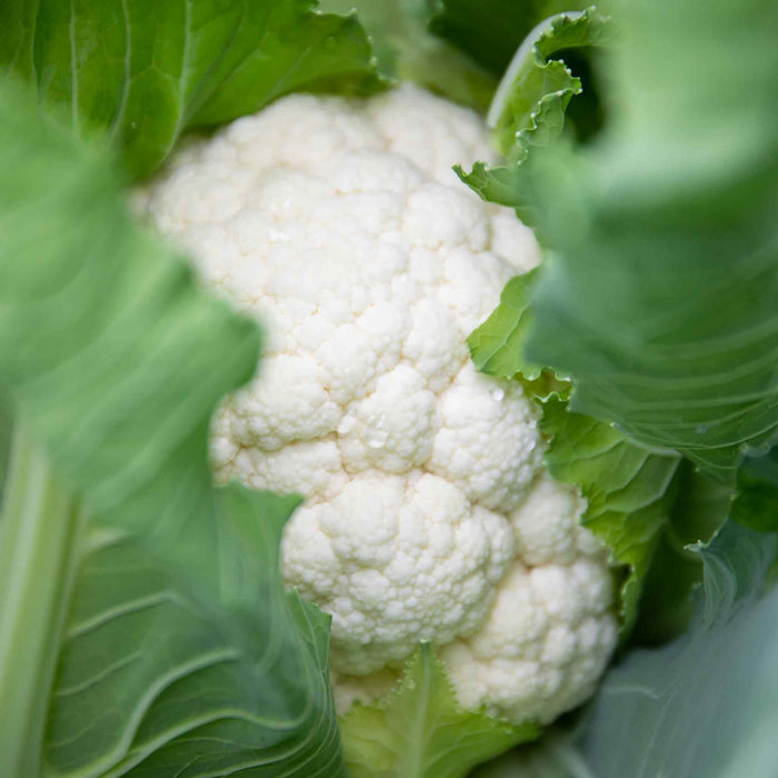 Cauliflower 'Clapton'