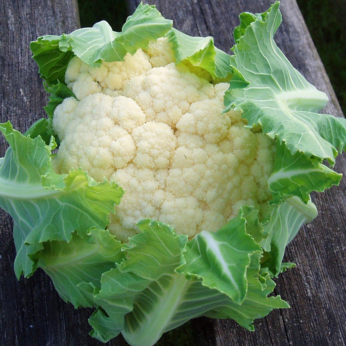 Cauliflower 'Maybach'