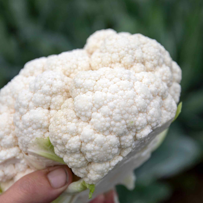 Cauliflower 'Maybach'