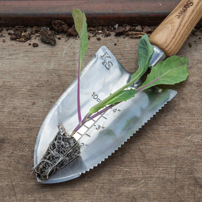 Cauliflower 'Maybach'