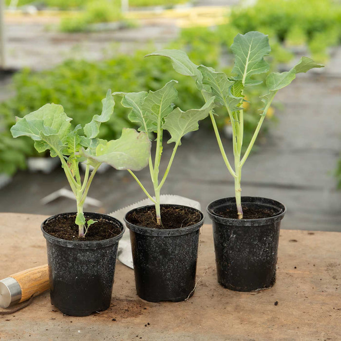 Cauliflower 'Maybach'