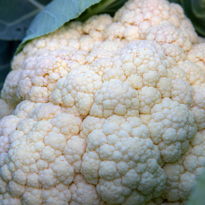 Cauliflower 'Maystar'