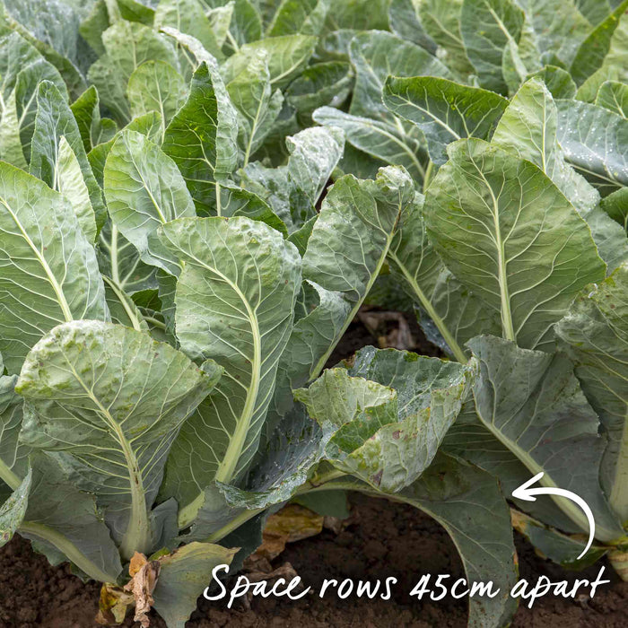 Cauliflower 'Maystar'