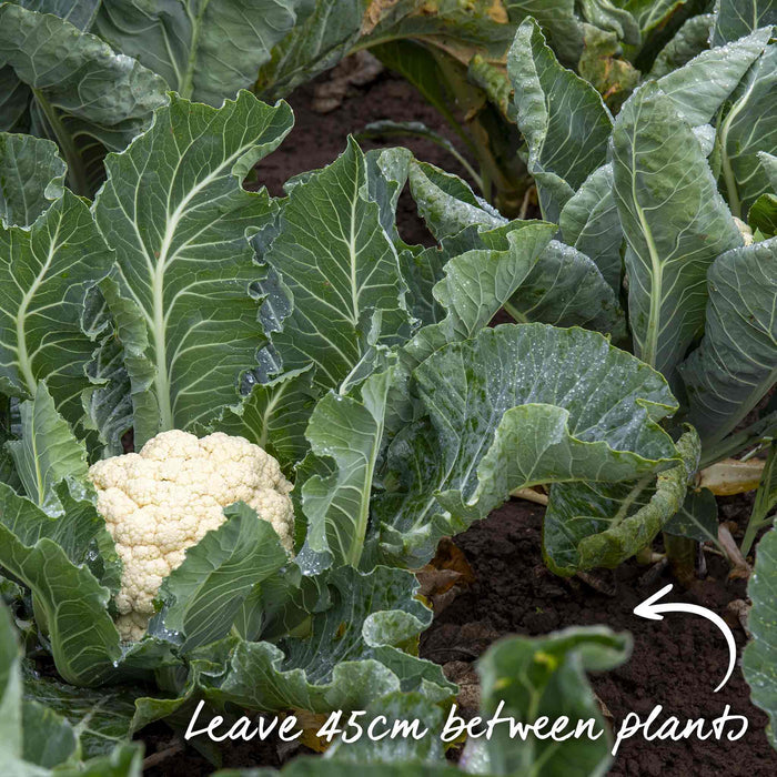 Cauliflower 'Maystar'