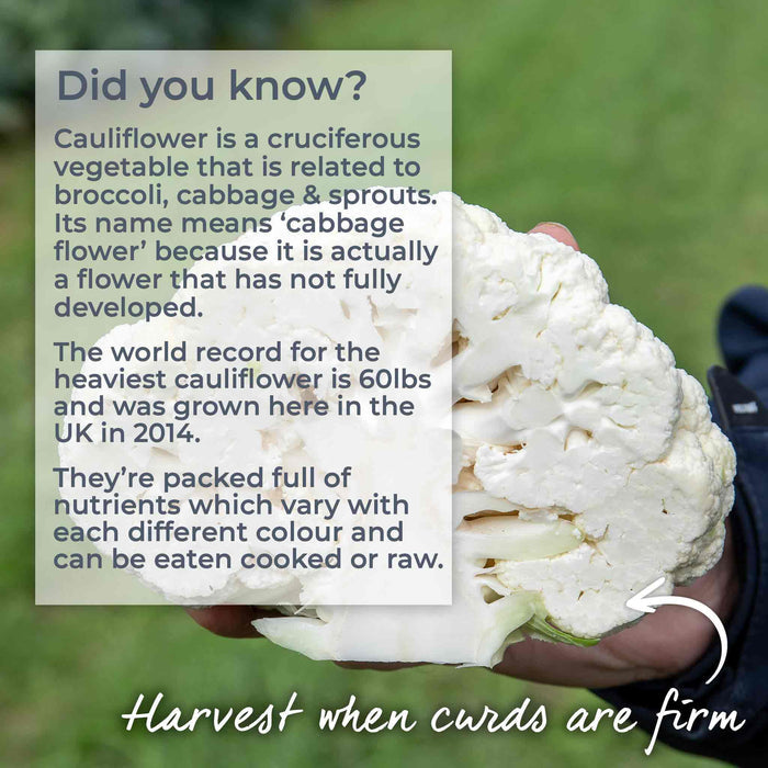 Cauliflower 'Maystar'