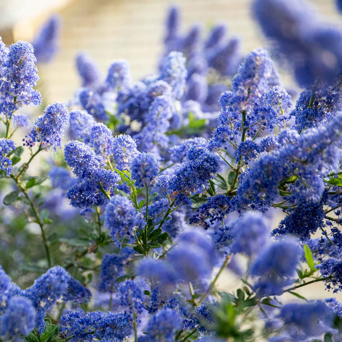 Californian Lilac Ceanothus 'Victoria' trained against a garden wall.