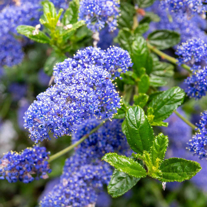 Detail of Ceanothus 'Victoria' dense blue flowers in late spring bloom.