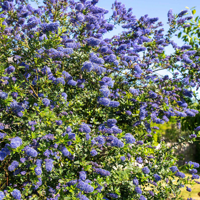 Evergreen Ceanothus 'Victoria' shrub with glossy dark green foliage and blue blooms.