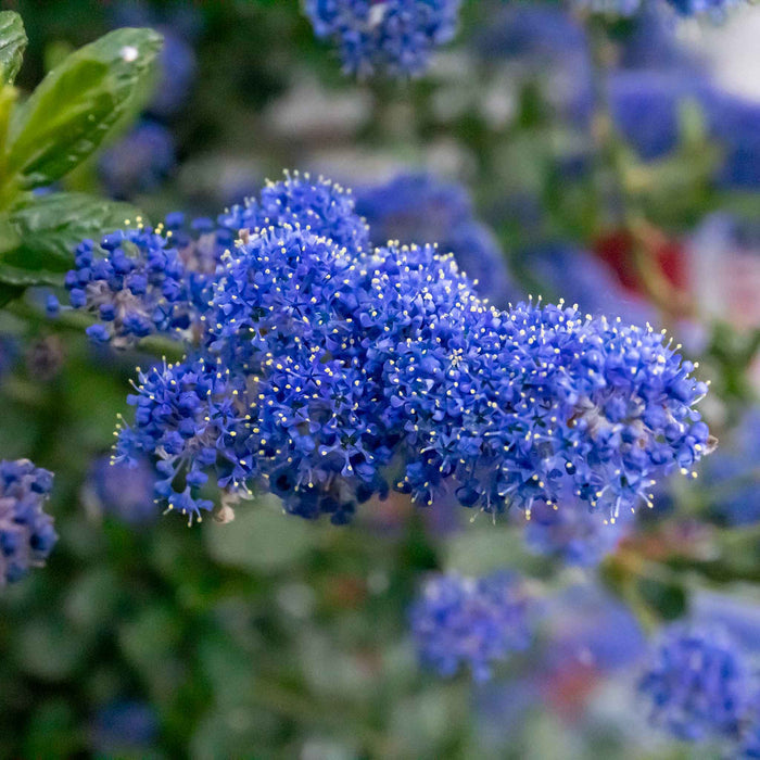 Close-up of Ceanothus 'Victoria' vivid blue flower clusters in spring.