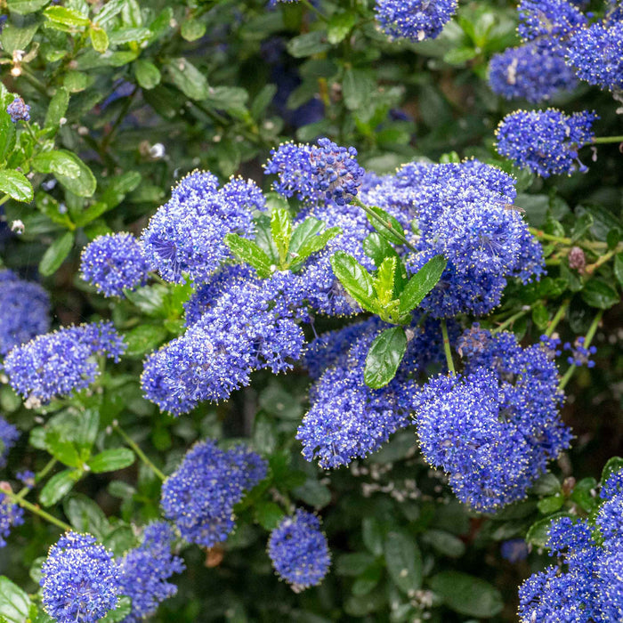 Ceanothus 'Victoria' growing as a garden shrub in sunny border setting.