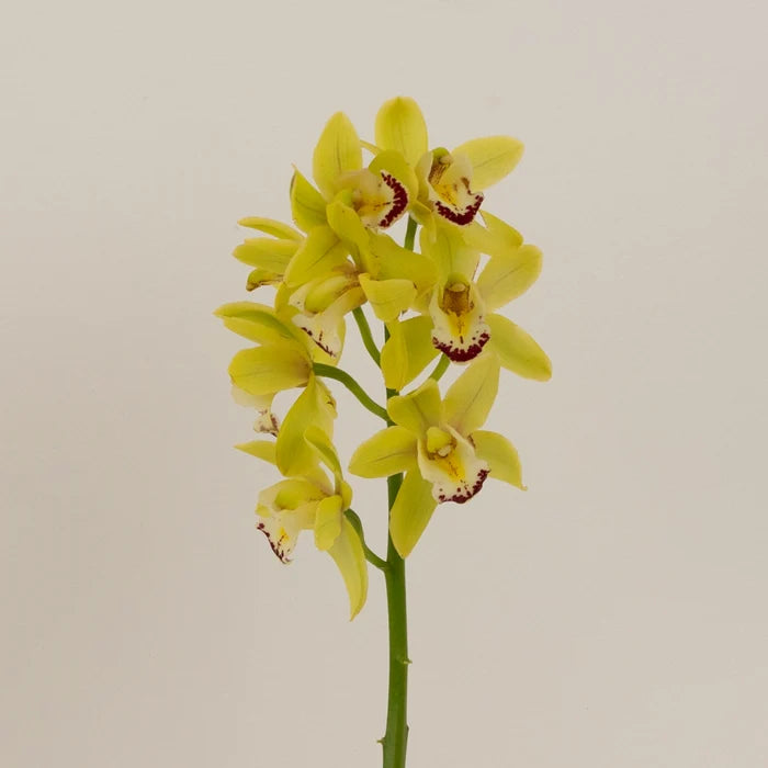 Lemon Icicle Mini Cymbidium Orchid Close Up - Image