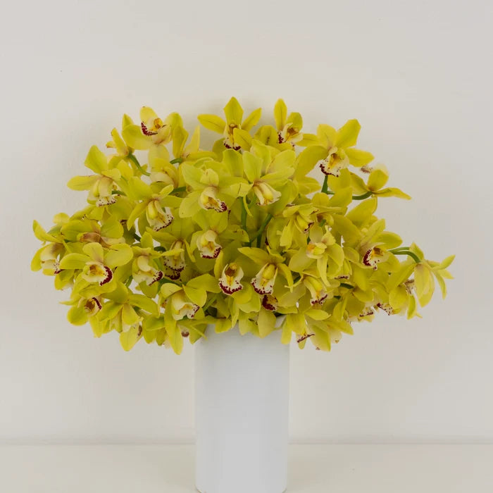Lemon Icicle Mini Cymbidium Orchid Stem - Image