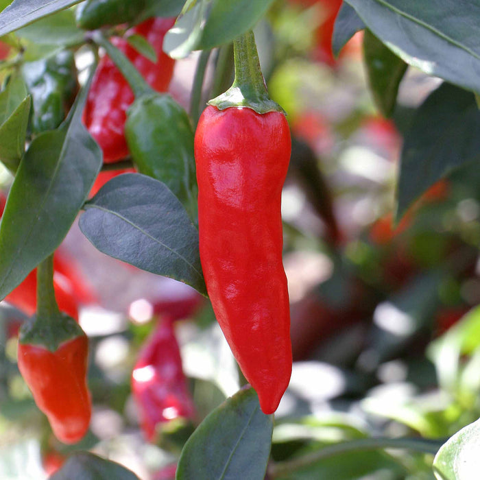 Chilli 'Apache'