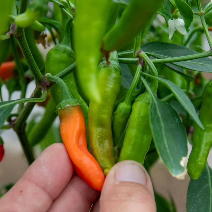 Chilli 'Apache'