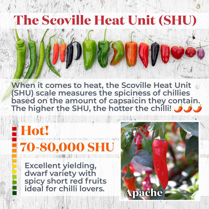 Chilli 'Apache'