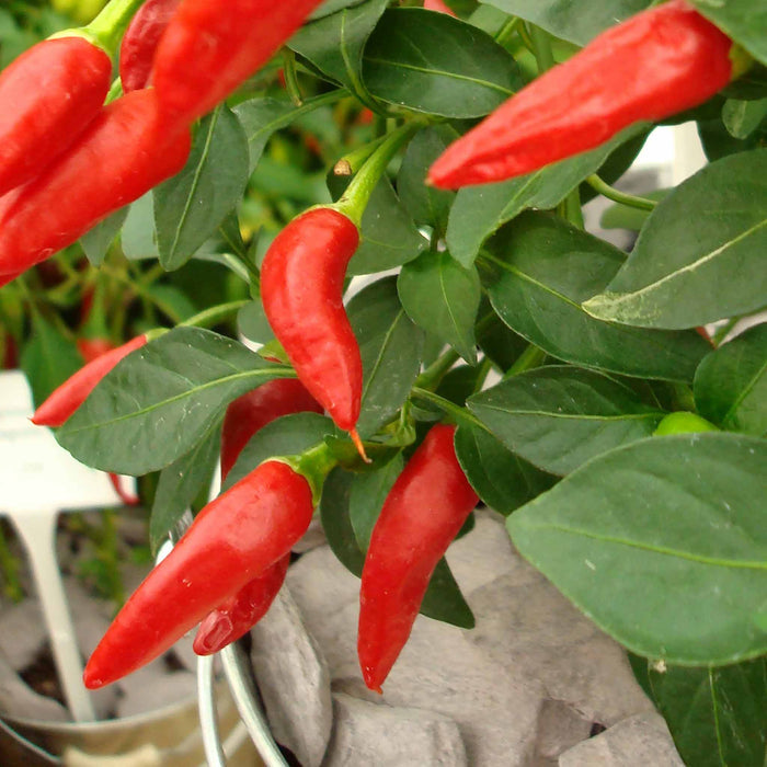 Chilli 'Apache'