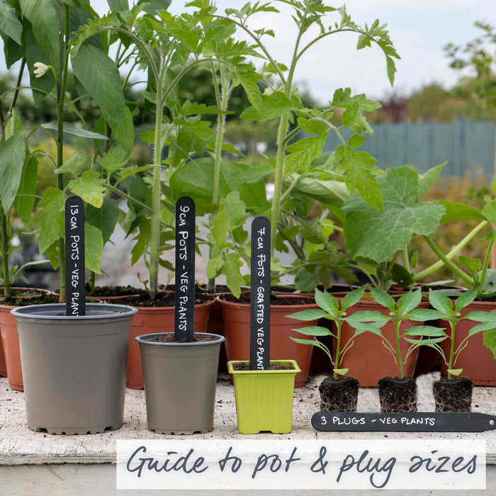 Chilli 'Apache'