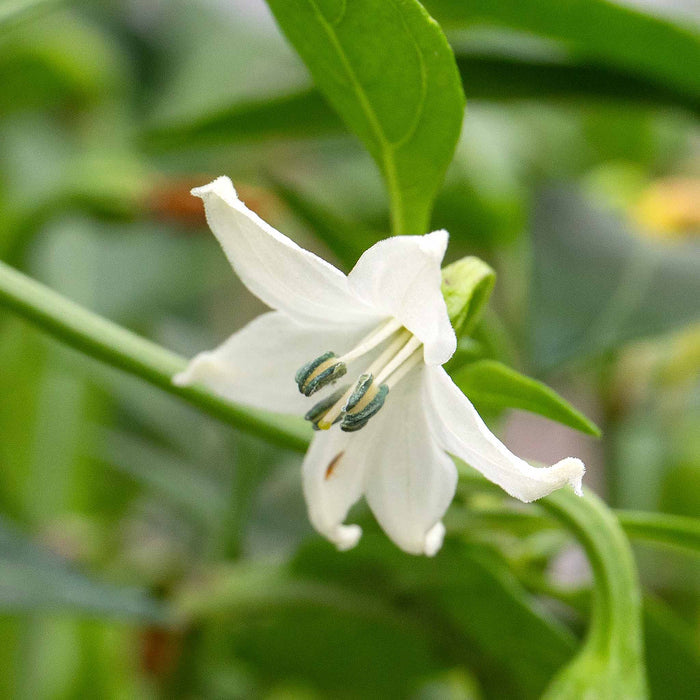 Chilli 'Apache'