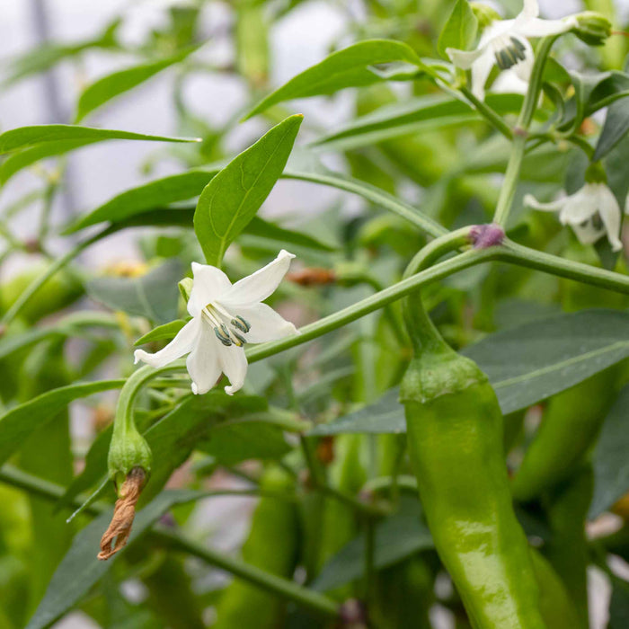 Chilli 'Apache'