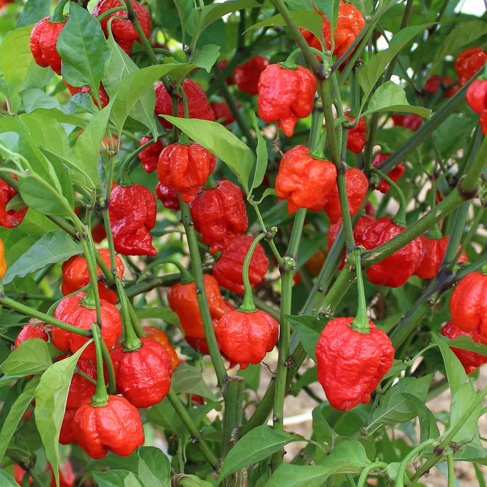 Chilli 'Armageddon'