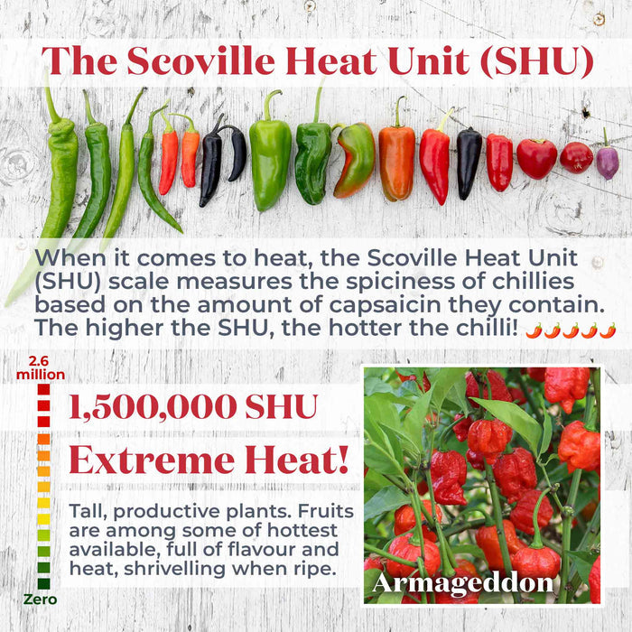 Chilli 'Armageddon'