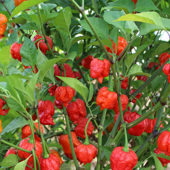 Chilli 'Armageddon'